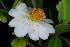  (Xylotheca kraussiana - OM3612)  @11 [ ] CreativeCommons - Attribution Non-Commercial Share-Alike (2011) Olivier Maurin University of Johannesburg