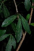  (Allophylus natalensis - OM3618)  @13 [ ] CreativeCommons - Attribution Non-Commercial Share-Alike (2011) Olivier Maurin University of Johannesburg