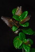 (Barleria repens - OM3619)  @13 [ ] CreativeCommons - Attribution Non-Commercial Share-Alike (2011) Olivier Maurin University of Johannesburg