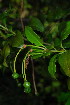  (Capparis sepiaria var. citrifolia - OM3626)  @11 [ ] CreativeCommons - Attribution Non-Commercial Share-Alike (2011) Olivier Maurin University of Johannesburg