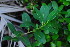  (Ficus burt-davyi - OM3629)  @11 [ ] CreativeCommons - Attribution Non-Commercial Share-Alike (2011) Olivier Maurin University of Johannesburg