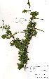  ( - OM3630)  @11 [ ] No Rights Reserved  Unspecified Unspecified