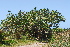  ( - OM3636)  @11 [ ] CreativeCommons - Attribution Non-Commercial Share-Alike (2013) Olivier Maurin University of Johannesburg, African Centre for DNA Barcoding (ACDB)