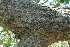  ( - OM3636)  @11 [ ] CreativeCommons - Attribution Non-Commercial Share-Alike (2013) Olivier Maurin University of Johannesburg, African Centre for DNA Barcoding (ACDB)