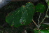  ( - OM3636)  @11 [ ] CreativeCommons - Attribution Non-Commercial Share-Alike (2013) Olivier Maurin University of Johannesburg, African Centre for DNA Barcoding (ACDB)