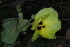  ( - OM3636)  @11 [ ] CreativeCommons - Attribution Non-Commercial Share-Alike (2013) Olivier Maurin University of Johannesburg, African Centre for DNA Barcoding (ACDB)