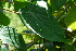  ( - OM3677)  @11 [ ] CreativeCommons - Attribution Non-Commercial Share-Alike (2013) Olivier Maurin University of Johannesburg, African Centre for DNA Barcoding (ACDB)