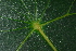  ( - OM3677)  @11 [ ] CreativeCommons - Attribution Non-Commercial Share-Alike (2013) Olivier Maurin University of Johannesburg, African Centre for DNA Barcoding (ACDB)
