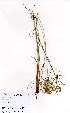  ( - OM3729)  @11 [ ] No Rights Reserved  Unspecified Unspecified
