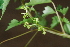  ( - OM3742)  @11 [ ] CreativeCommons - Attribution Non-Commercial Share-Alike (2013) Olivier Maurin University of Johannesburg, African Centre for DNA Barcoding (ACDB)