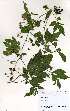  (Solanum seaforthianum - OM3761)  @11 [ ] No Rights Reserved  Unspecified Unspecified