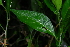 (Erythrococca berberidea - OM3784)  @11 [ ] CreativeCommons - Attribution Non-Commercial Share-Alike (2013) Olivier Maurin University of Johannesburg, African Centre for DNA Barcoding (ACDB)