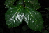  (Ocotea kenyensis - OM3868)  @11 [ ] CreativeCommons - Attribution Non-Commercial Share-Alike (2011) Olivier Maurin University of Johannesburg