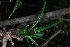  (Aloe tongaensis - OM3941)  @11 [ ] CreativeCommons - Attribution Non-Commercial Share-Alike (2013) Olivier Maurin University of Johannesburg, African Centre for DNA Barcoding (ACDB)