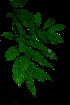  (Zanha golungensis - OM3943)  @11 [ ] CreativeCommons - Attribution Non-Commercial Share-Alike (2012) Olivier Maurin University of Johannesburg
