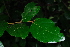  (Diospyros verrucosa - OM3948)  @11 [ ] CreativeCommons - Attribution Non-Commercial Share-Alike (2011) Olivier Maurin University of Johannesburg