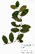  ( - OM3968)  @11 [ ] No Rights Reserved  Unspecified Unspecified