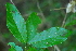  (Combretum lasiocarpum - OM3969)  @11 [ ] CreativeCommons - Attribution Non-Commercial Share-Alike (2011) Olivier Maurin University of Johannesburg