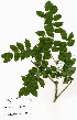  ( - OM3978)  @11 [ ] No Rights Reserved  Unspecified Unspecified