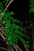  ( - OM3978)  @11 [ ] CreativeCommons - Attribution Non-Commercial Share-Alike (2012) Olivier Maurin University of Johannesburg