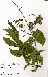  ( - OM3982)  @11 [ ] No Rights Reserved  Unspecified Unspecified
