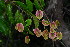  (Combretum umbricolum - OM3982)  @11 [ ] CreativeCommons - Attribution Non-Commercial Share-Alike (2012) Olivier Maurin University of Johannesburg