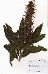  ( - OM4004)  @11 [ ] No Rights Reserved  Unspecified Unspecified