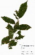  ( - OM4010)  @11 [ ] No Rights Reserved  Unspecified Unspecified
