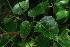  ( - OM4075)  @11 [ ] CreativeCommons - Attribution Non-Commercial Share-Alike (2013) Olivier Maurin University of Johannesburg, African Centre for DNA Barcoding (ACDB)