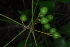  ( - OM4075)  @11 [ ] CreativeCommons - Attribution Non-Commercial Share-Alike (2013) Olivier Maurin University of Johannesburg, African Centre for DNA Barcoding (ACDB)