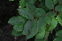  ( - OM4076)  @11 [ ] CreativeCommons - Attribution Non-Commercial Share-Alike (2013) Olivier Maurin University of Johannesburg, African Centre for DNA Barcoding (ACDB)