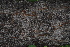  ( - OM4076)  @11 [ ] CreativeCommons - Attribution Non-Commercial Share-Alike (2013) Olivier Maurin University of Johannesburg, African Centre for DNA Barcoding (ACDB)