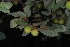  ( - OM4076)  @11 [ ] CreativeCommons - Attribution Non-Commercial Share-Alike (2013) Olivier Maurin University of Johannesburg, African Centre for DNA Barcoding (ACDB)