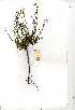  (Phyllanthus maderaspatensis - OM0408)  @11 [ ] No Rights Reserved  Unspecified Unspecified
