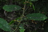  ( - OM4080)  @11 [ ] CreativeCommons - Attribution Non-Commercial Share-Alike (2013) Olivier Maurin University of Johannesburg, African Centre for DNA Barcoding (ACDB)