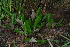  ( - OM4092)  @11 [ ] CreativeCommons - Attribution Non-Commercial Share-Alike (2013) Olivier Maurin University of Johannesburg, African Centre for DNA Barcoding (ACDB)