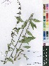 ( - OM4097)  @11 [ ] No Rights Reserved  Unspecified Unspecified
