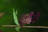  ( - OM4097)  @11 [ ] CreativeCommons - Attribution Non-Commercial Share-Alike (2013) Olivier Maurin University of Johannesburg, African Centre for DNA Barcoding (ACDB)