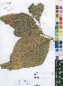  (Dolichos gululu - OM4103)  @11 [ ] No Rights Reserved  Unspecified Unspecified