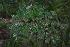  ( - OM4108)  @11 [ ] CreativeCommons - Attribution Non-Commercial Share-Alike (2013) Olivier Maurin University of Johannesburg, African Centre for DNA Barcoding (ACDB)