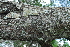  ( - OM4108)  @11 [ ] CreativeCommons - Attribution Non-Commercial Share-Alike (2013) Olivier Maurin University of Johannesburg, African Centre for DNA Barcoding (ACDB)