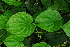  (Dioscorea astericus - OM4131)  @11 [ ] CreativeCommons - Attribution Non-Commercial Share-Alike (2013) Olivier Maurin University of Johannesburg, African Centre for DNA Barcoding (ACDB)