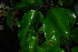  ( - OM4135)  @11 [ ] CreativeCommons - Attribution Non-Commercial Share-Alike (2013) Olivier Maurin University of Johannesburg, African Centre for DNA Barcoding (ACDB)