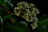  ( - OM4135)  @11 [ ] CreativeCommons - Attribution Non-Commercial Share-Alike (2013) Olivier Maurin University of Johannesburg, African Centre for DNA Barcoding (ACDB)