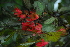  ( - OM4138)  @11 [ ] CreativeCommons - Attribution Non-Commercial Share-Alike (2013) Olivier Maurin University of Johannesburg, African Centre for DNA Barcoding (ACDB)
