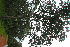  ( - OM4142)  @11 [ ] CreativeCommons - Attribution Non-Commercial Share-Alike (2013) Olivier Maurin University of Johannesburg, African Centre for DNA Barcoding (ACDB)