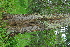  ( - OM4142)  @11 [ ] CreativeCommons - Attribution Non-Commercial Share-Alike (2013) Olivier Maurin University of Johannesburg, African Centre for DNA Barcoding (ACDB)