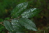 ( - OM4142)  @11 [ ] CreativeCommons - Attribution Non-Commercial Share-Alike (2013) Olivier Maurin University of Johannesburg, African Centre for DNA Barcoding (ACDB)