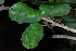  ( - OM4148)  @11 [ ] CreativeCommons - Attribution Non-Commercial Share-Alike (2013) Olivier Maurin University of Johannesburg, African Centre for DNA Barcoding (ACDB)