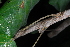  ( - OM4148)  @11 [ ] CreativeCommons - Attribution Non-Commercial Share-Alike (2013) Olivier Maurin University of Johannesburg, African Centre for DNA Barcoding (ACDB)